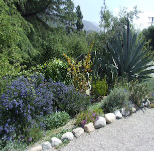 Shrub Borders